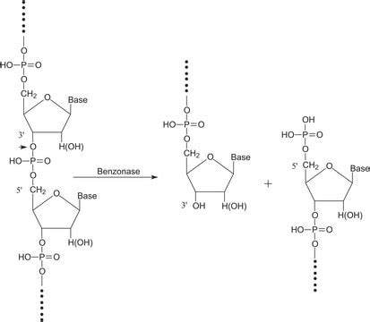 benzonase endonuclease